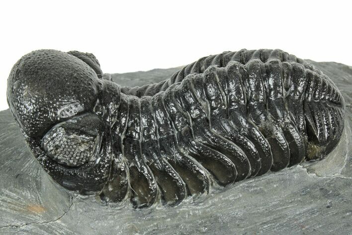 Detailed Morocops Trilobite - Preserved Eye Facets #322267